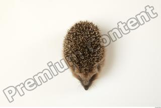 Hedgehog - Erinaceus europaeus  0052